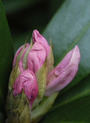 rhodorosa_11072s.jpg