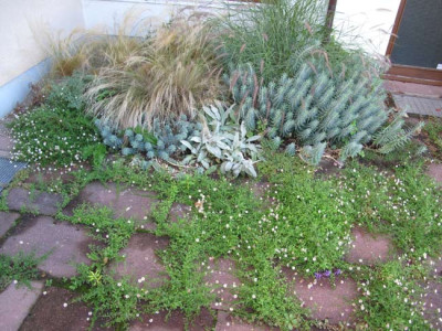erigeron_karv_2964.jpg