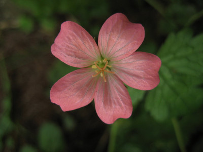 2010-08-24_Geranium1.jpg