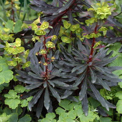 euphorbia_11078s.jpg