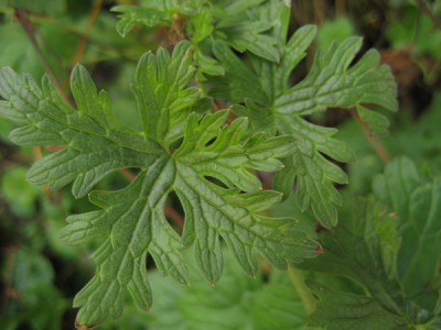 2010-08-24_Geranium4.jpg
