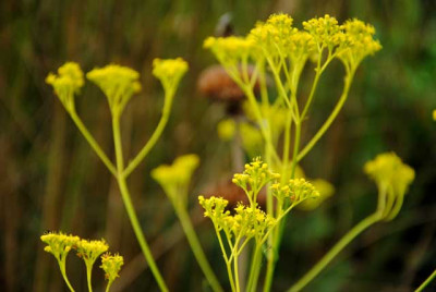 Patrinia-scabiosifoilia02_w.jpg