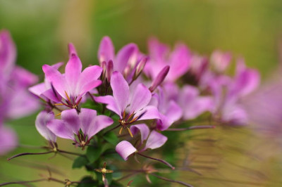 Cleome-.JPG