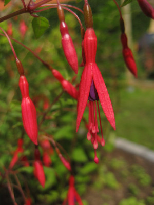 2010-08-25_Fuchsie.jpg
