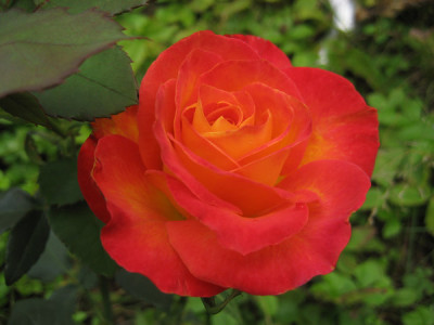 2010-08-25_Rose1.jpg