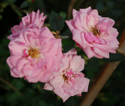 Jeanne_Lajoie_0010__78064.jpg