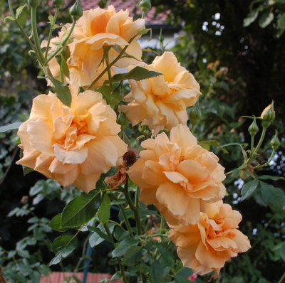 Westfalenpark_0010__78083.jpg