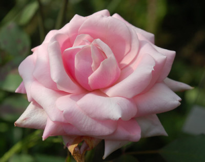 Mevrouw_Boreel_van_Hogelander_0010__78013.jpg