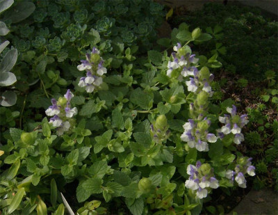 scutellaria-alpina-250810.jpg