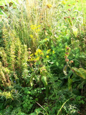 Patrinia-scabios03_web.jpg