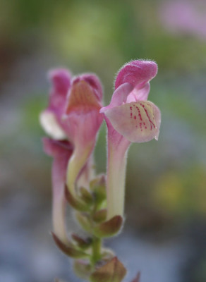 IMG_2904_eScutellaria_alpina_Hybride.JPG