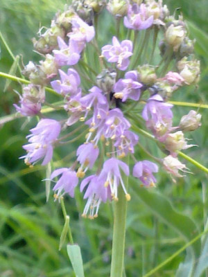 Allium_2_800x800_80KB.jpg