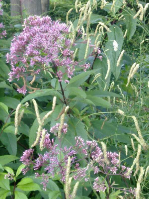 Eupatorium_u._Sanguisorba_800x800_80KB.jpg
