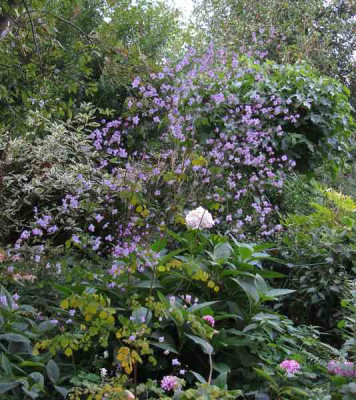 Thalictrum_Splendide_800x600.jpg