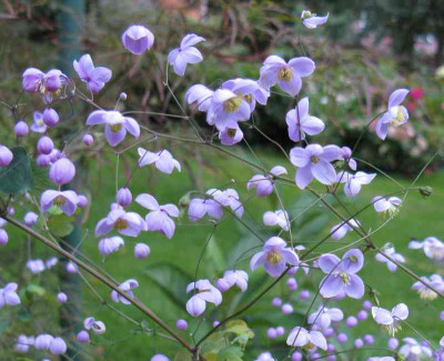 Thalictrum_Splendide_Detail_800x600.jpg