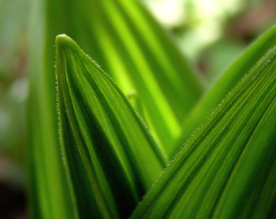 a_veratrum_album_ev.jpg