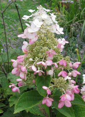 Hydrangea_paniculata_Tender_Rose_800x600.jpg