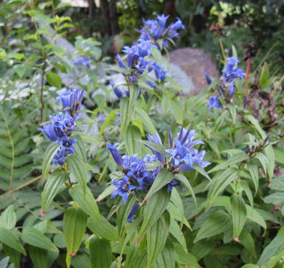 Gentiana_asclepiadea_800x600.jpg