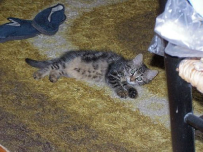 100_3975_Pussy_10_Wochen_alt____500.jpg