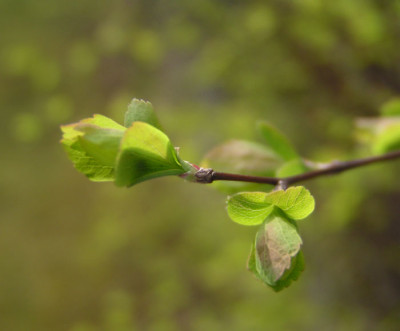 a_spiraea_neu.jpg
