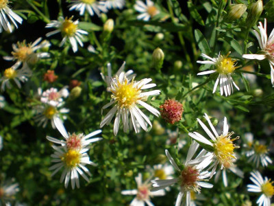 astervanessasweissemyrten.jpg