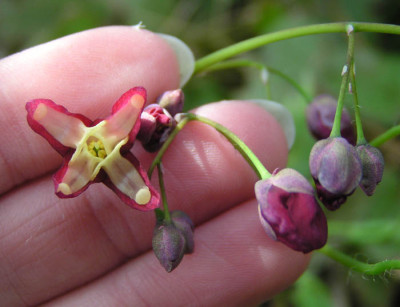 epimedium_x_rubrum.jpg