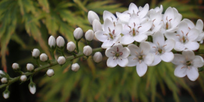 lysimachclethroid.jpg