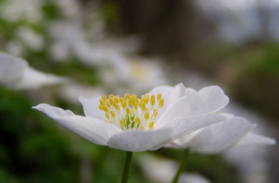 anemone_nemorosa_2.jpg