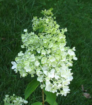 Hydrangea_paniculata_Grandiflora_Holsteiner_Typ__800x600.jpg