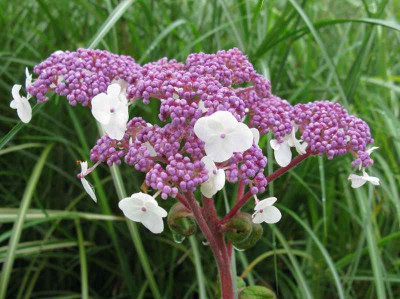 Hydrangea_aspera_unbekannt_800x600.jpg