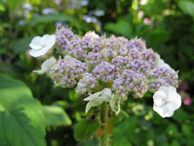 H_asp_sargentianaIMG_1845_800x600.JPG