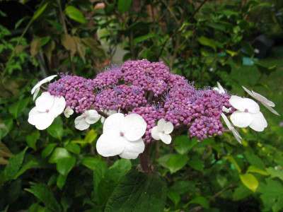 H_asp_MacrophyllaIMG_1009_800x600.JPG
