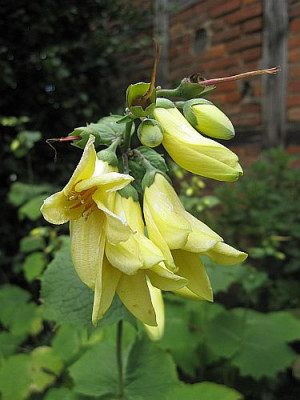Kirengeshoma_palmata_69661.jpg