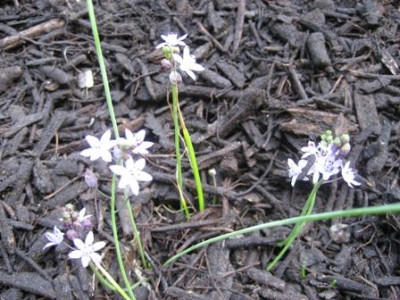 Scilla_autumnalis01.jpg