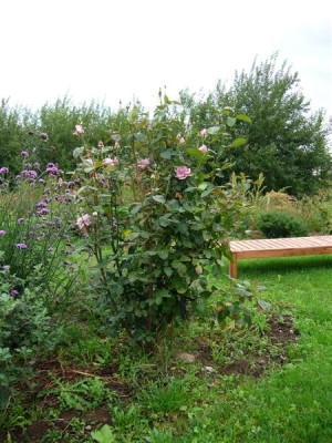 P1010404_Medium.JPG