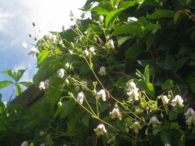 C._Kaiu_IMG_7117.JPG