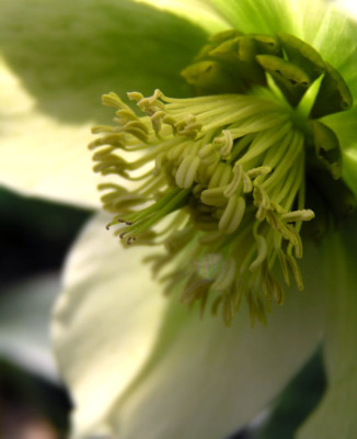 helleborus14.04.jpg
