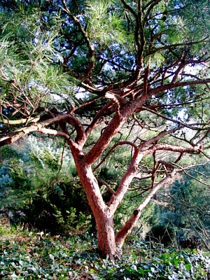 pinus_densiflora_umbraculifera_kl.jpg