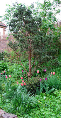 pinus_sylv_watereri_kl.jpg