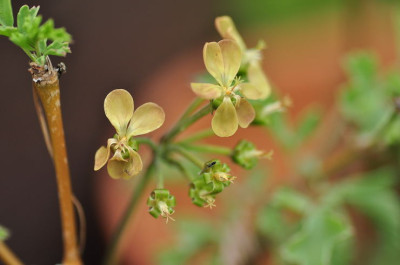 P._gibbosum.JPG