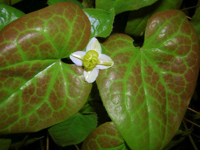 77Epimedium_ours_cu.jpg