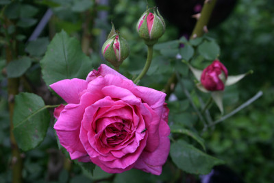 Rose_Mdme._Isaak_Pereire1609a.jpg