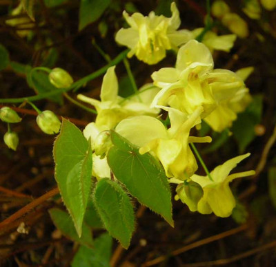 77Epimedium_ours1.jpg