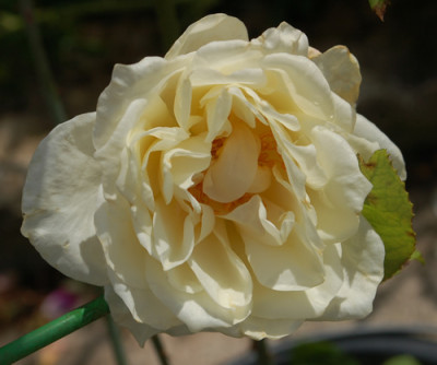 Organdie_0010__78253.jpg