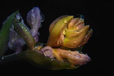hosta21.jpg