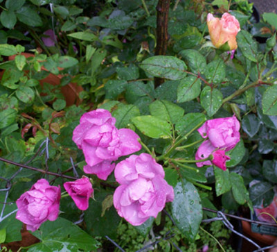 LiliettaAbraham_Darby_k1175.jpg