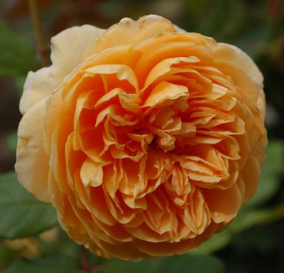 Crown_Princess_Margareta_0010__78314.jpg