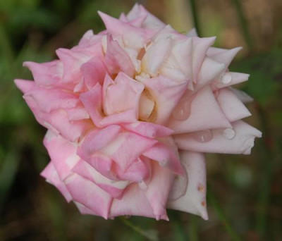 Mevrouw_Boreel_van_Hogelander_0010__78283.jpg