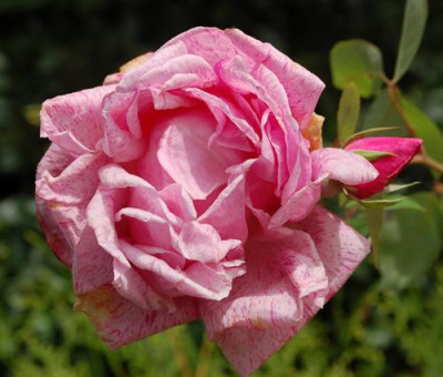 Mme_Driout_0010__78289.jpg