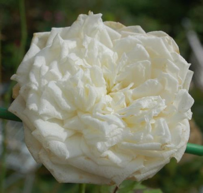 Enver_Pascha_0010__78248.jpg